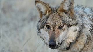 YouTube video thumbnail: Italy and Wolves: Living With a Growing Population Amid Myths and Alarmism