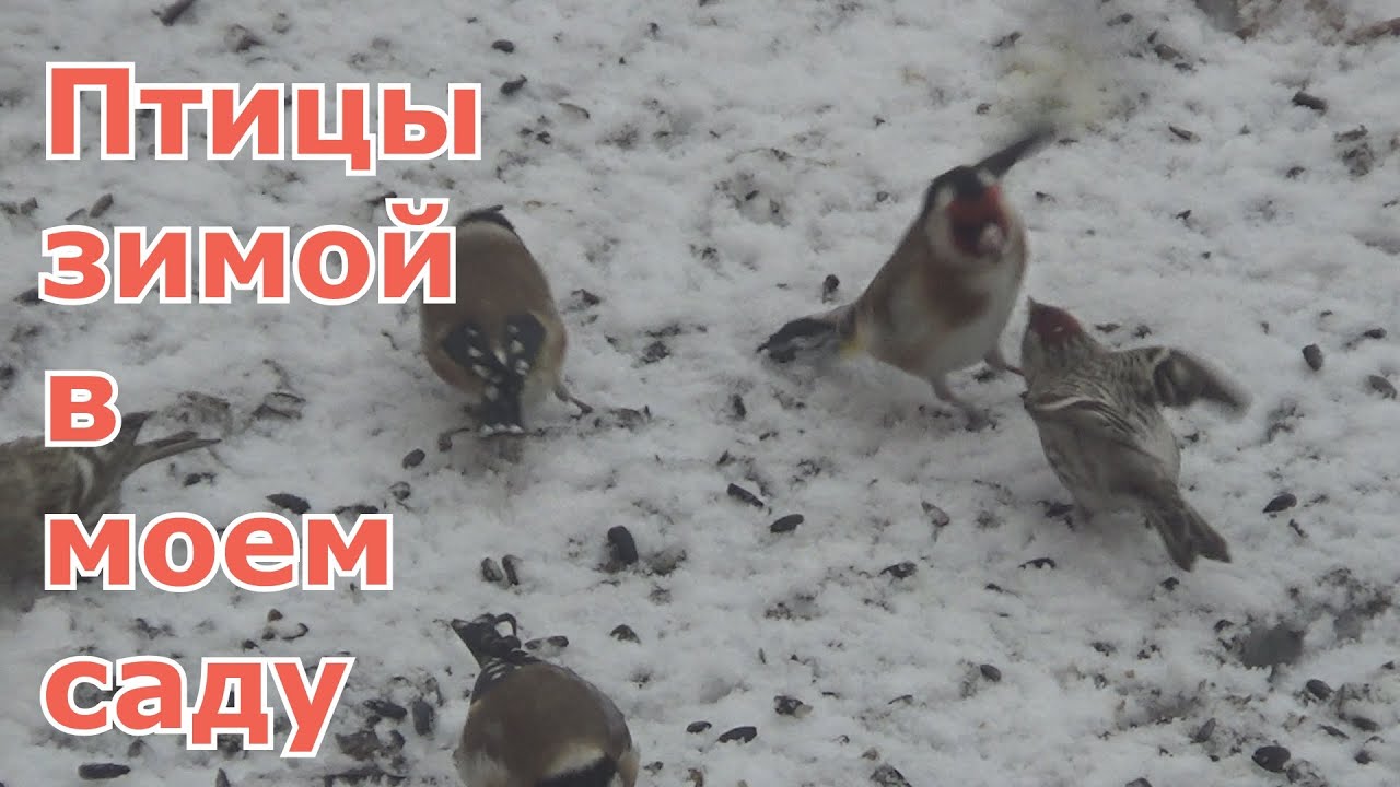 Зимующие птицы Москвы и Подмосковья. Какие птицы прилетают в мою кормушку. Названия и описания птиц
