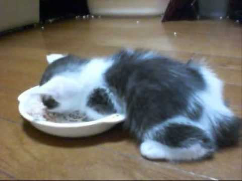 食べたいけど眠い