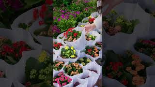 一年一次的小院翻新，从昆明花市带回新花🌿 拆旧架、翻土、重新种植，累却很值得。记得观看本周视频，看小院焕新全过程【滇西小哥】#shorts#cooking #delicious #滇西小哥 #food