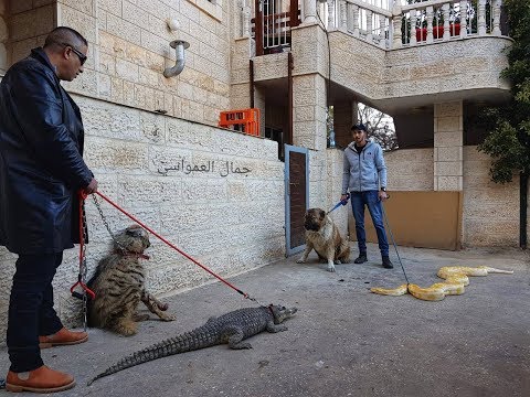 التمساح و الضبع و الافعى و الكلب بيل مع جمال العمواسي