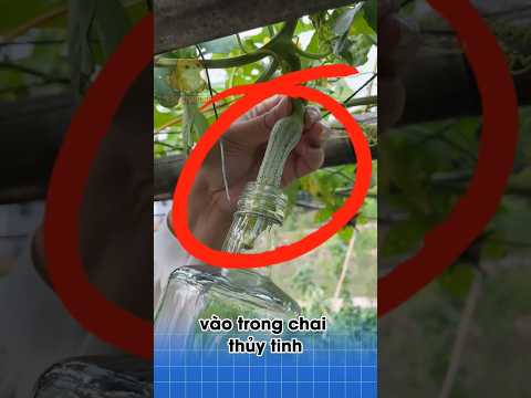 nhét quả mướp vào chai thủy tinh