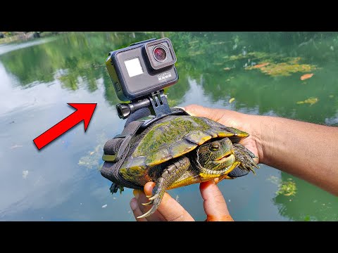 BEST GoPro on a Turtle! Swimming Underwater