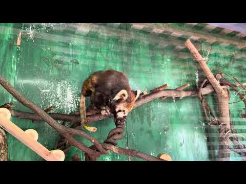 お部屋のケンシンくん　レッサーパンダ　大森山動物園　IMG 9117 IMG 9122 サムネイル