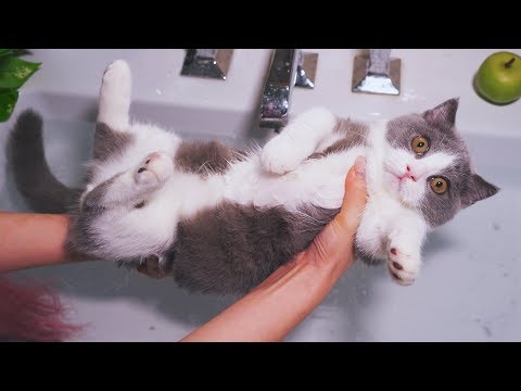 Kitten's First Bath | *Does Coco Like Water?*