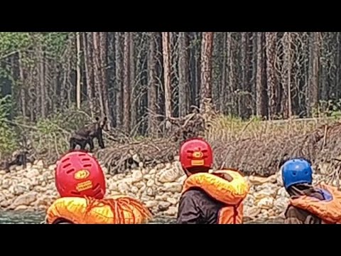 Медведь переплыл реку перед туристами || The bear swam across the river in front of the travelers