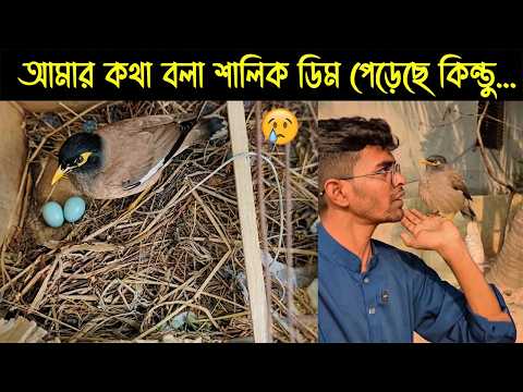 ডিম পাড়া পোষা শালিক পাখির জীবনী | Bird Story-241 | The life story of Shawl Bird | E19