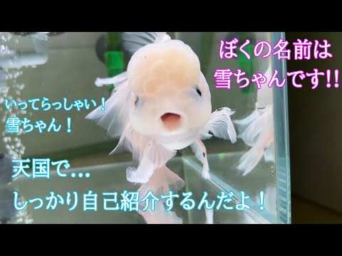 愛され金魚 最期の７日間。最後まで笑わせてくれました。優しい奇跡を見せてくれました。