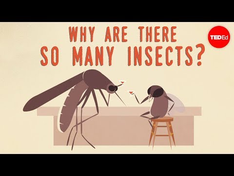 Why are there so many insects? - Murry Gans - YouTube
