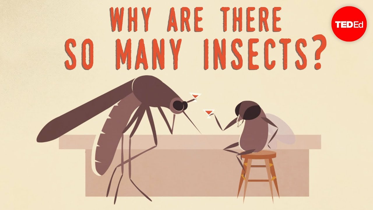 Why are there so many insects? - Murry Gans