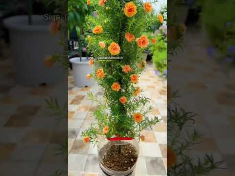 Dicas de onze horas#plantas #jardim #dicasdejardinagem #onzehoras #planta