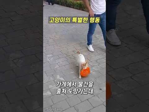 고양이의 특별한 행동