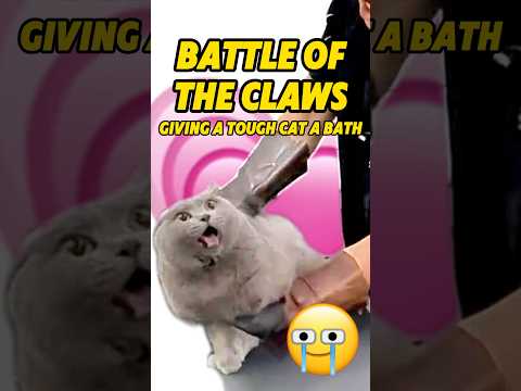 Battle of the Claws: Giving a Tough Cat a Bath! #catsclub #cat #tough #pets #catvideos #catbath