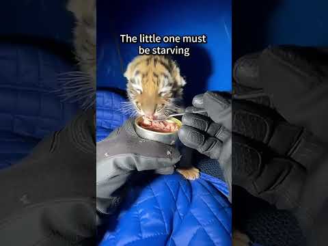 ๐ญ๐ฏ We made it through the night ๐ญ๐ฏ #animalrescue #animals