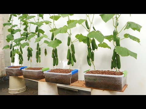 Pebbles and Water - Grow Cucumbers This Way and You'll Be Surprised