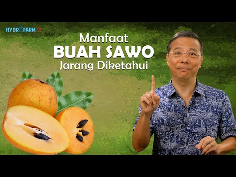 MANFAAT BUAH SAWO JARANG DIKETAHUI