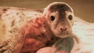 Life and Loss in Wildlife Rescue (4K Documentary)