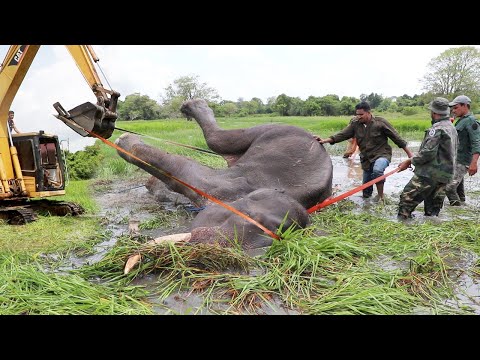Majestic elephant with a seriously injured leg is lifted with the help of a excavator (JCB) #wild
