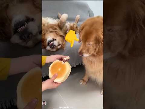What happens when you have two dogs?#funnyvideos #shortsfeed #viralshorts