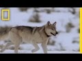 Ecological Roles and Hunting Strategies of Wolves