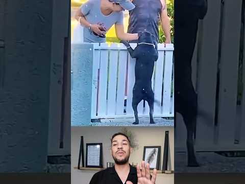 كلبة بيتبول حزينة لأن الكل يخاف منها 😭😭😭