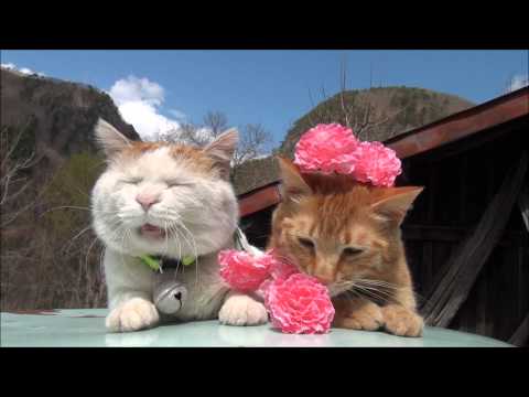 カーネーション carnation