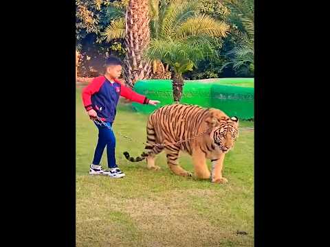 🥵 கடைசியில் மிரளவிட்ட புலி 💥 15 அடி பாய்ந்த தருணம் 🔥 Tiger Jump #shortsfeed #tamil #history