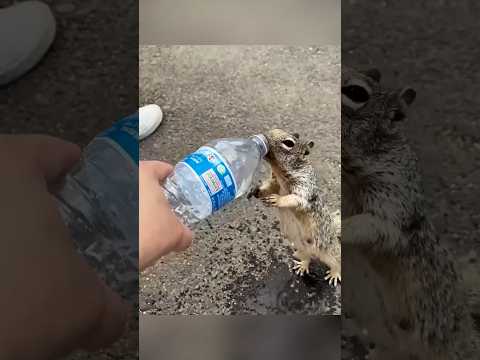 ?️ Ardilla moría de sed y suplicaba por agua ???