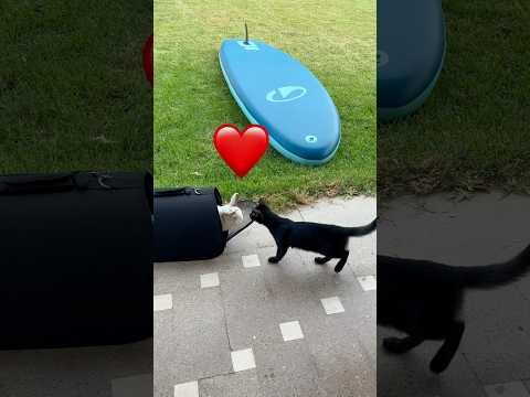 Bunny ❤️ Cat. Pets 💕
