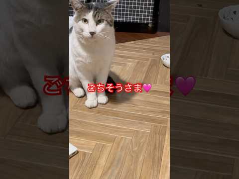 白黒ちゃんとおっちゃんにイスズミのごはん#つり#japan#猫好き#海#イスズミ#shorts #かわいい猫