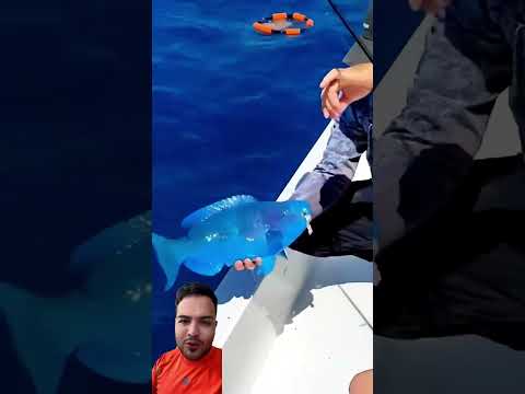 Encontraron este pez extraño