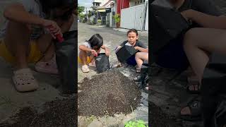 Siapin mediasi buat tanaman baru 