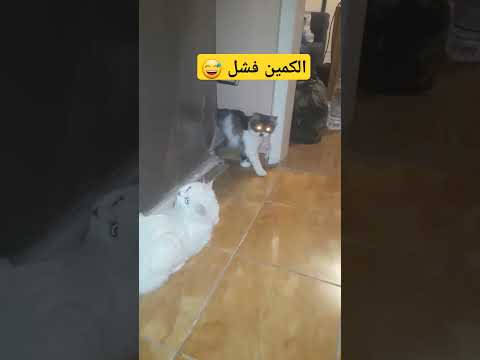 بلاش البصه دي #beautiful #animals #cat #meaw #cute #kitten #kitty #lovecats #funny #pets