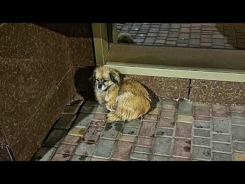 Abandoned Dog Waiting Outside People's Door Asking to Let Her In Until This...