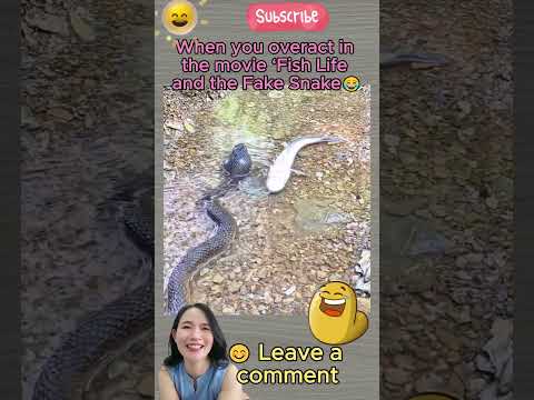 Funniest moment animals 14.10 #funnyvideo #funnyanimals #foryou #humor