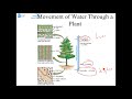 Transpiration and Water Movement in Plants