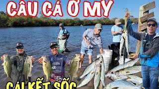 Ở Mỹ chổ nào cũng có cá quá sốc