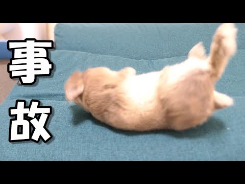 ぶっ転がって焦りまくるウサギがこちら