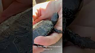 Western Swamp Tortoise (Turtle) - Critically Endangered - Perth #turtle #wildlife #aussiebush