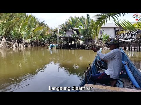 Satu pancing sudah disambar ikan, disambar lagi pancing yang lain