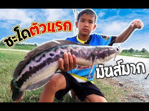 เด็กตกปลา ได้ชะโด ตัวแรกแล้ว !!! | เด็กตกปลา