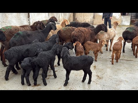 XAMMASI EGIZAK ENA BOLA QOYLAR ARZON NARXDA 