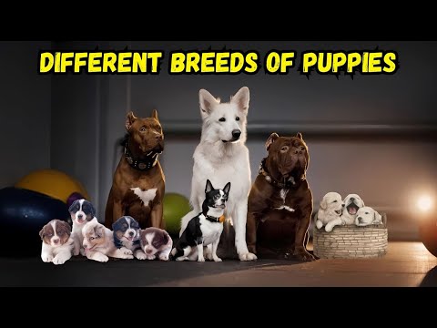 The Different Breeds of puppies