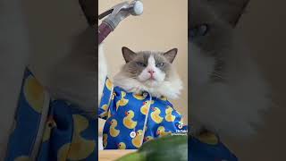 My cat is bored of experiences 🥲😂
