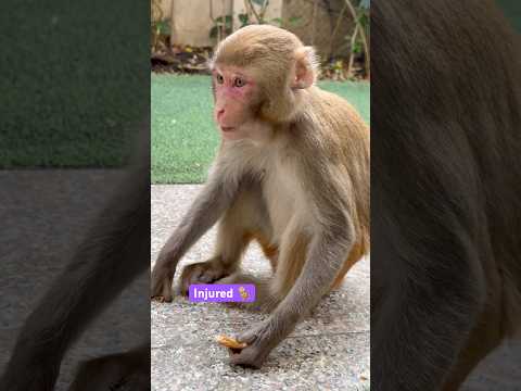 Injured monkey. घायल बंदर। #shortsfeed #monkey