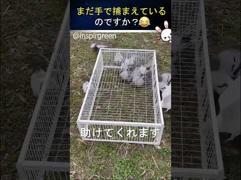 これはあなたが今まで見た中で一番クレイジーな動物の罠です！