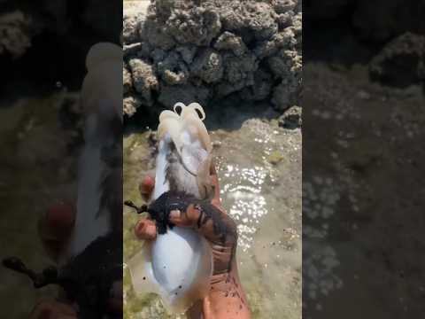 Why Does Octopus Do This.? #shorts