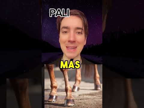 NUNCA ASUSTES a un CABALLO // PALI