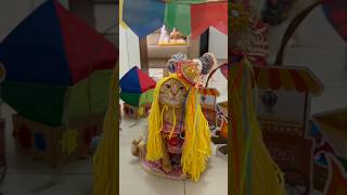 ARRAIAL DOS GATOS