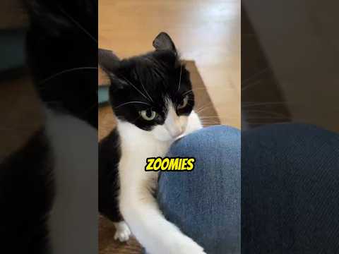 Por Que os Gatos Correm do Nada?